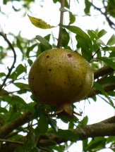Grenada Pomegranate, Punica granatum 'Granada'